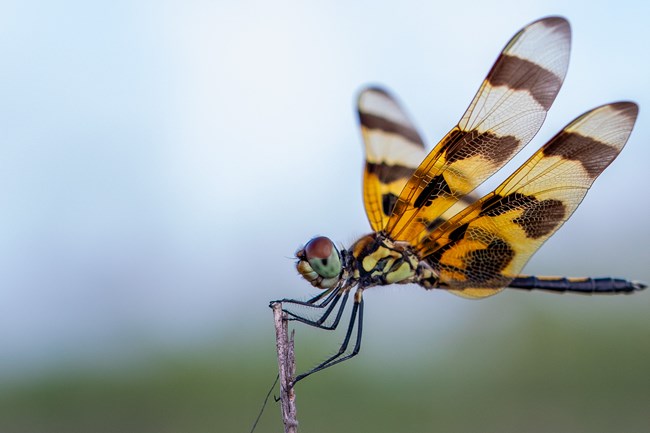 Insect Control